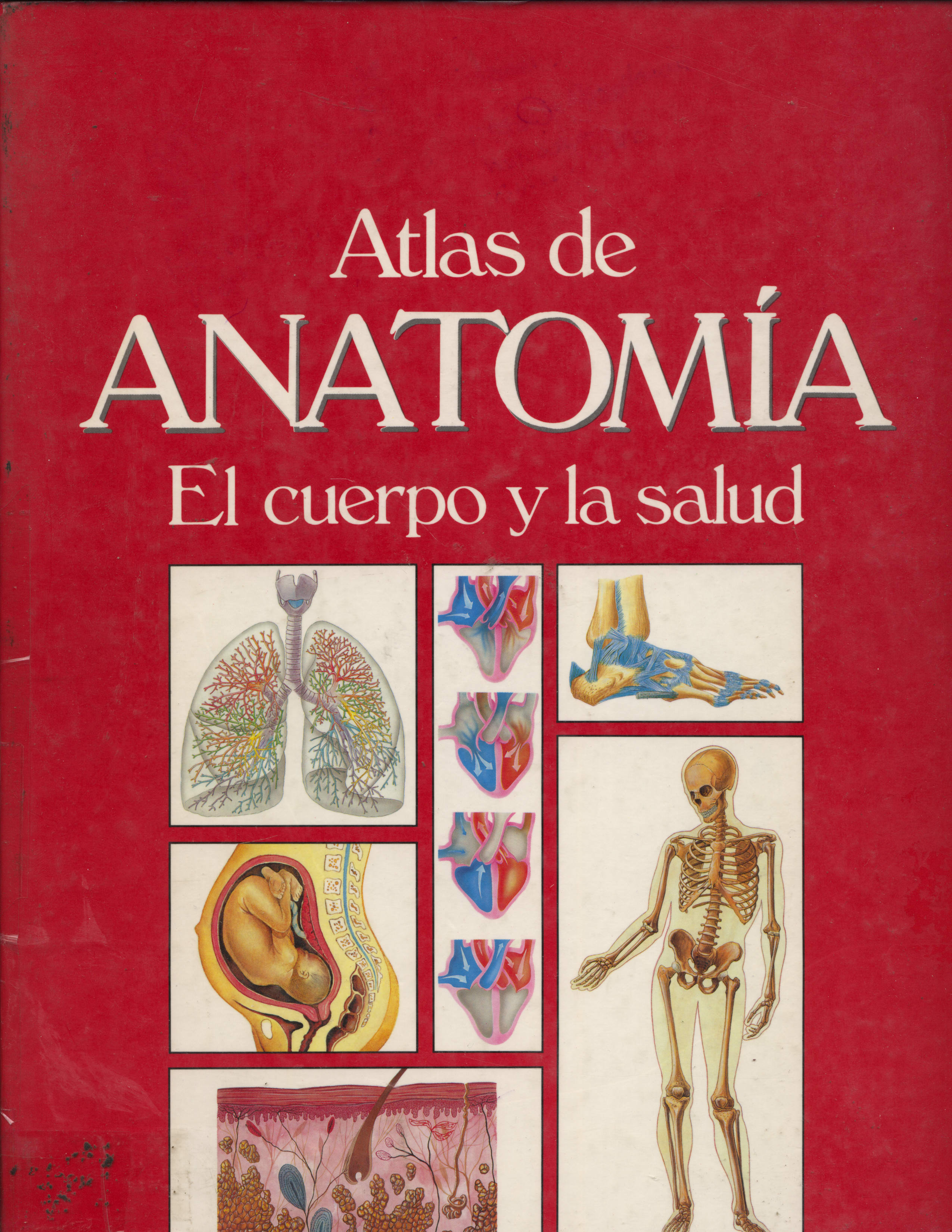 Atlas de anatomia el cuerpo y la salud