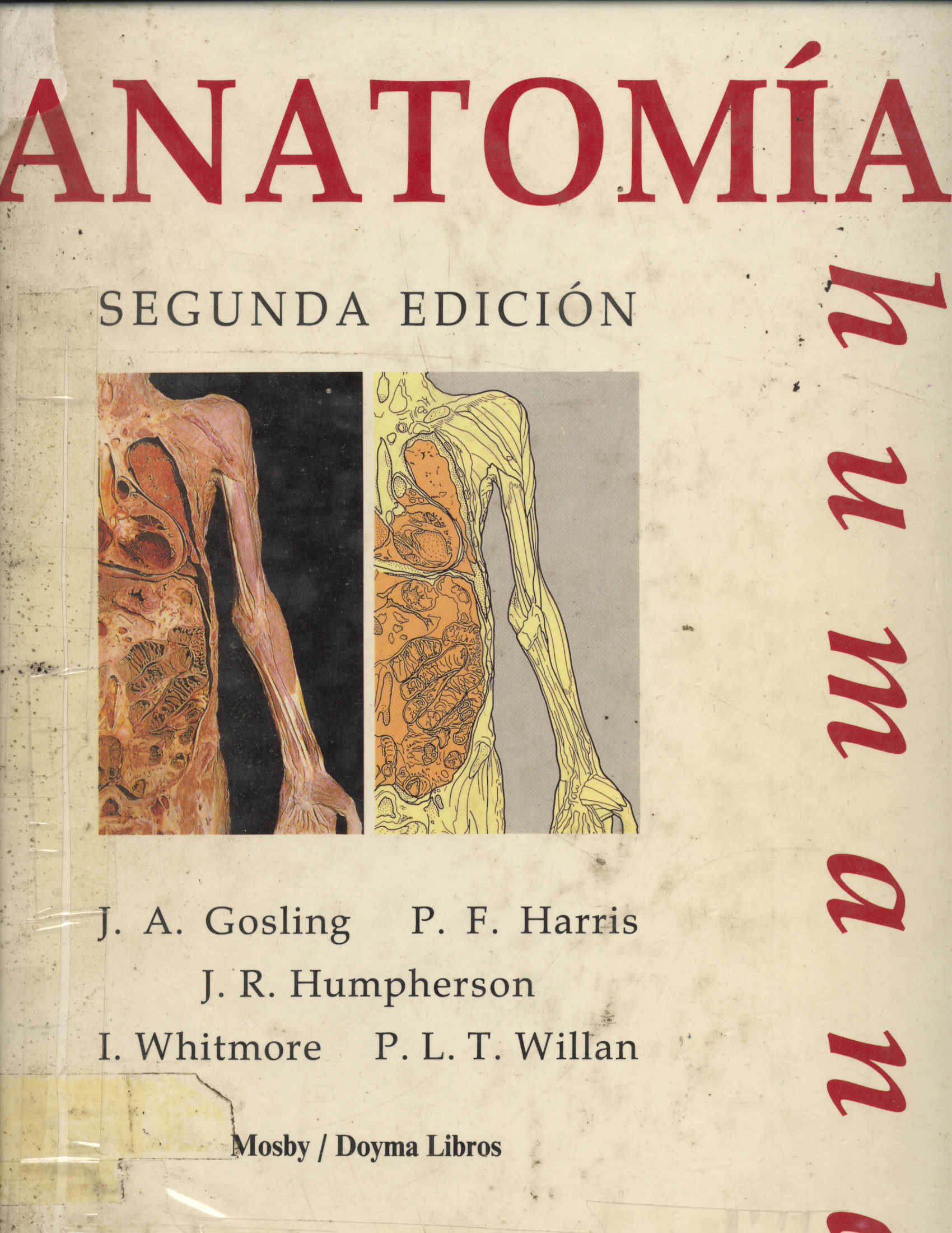 Anatomia humana