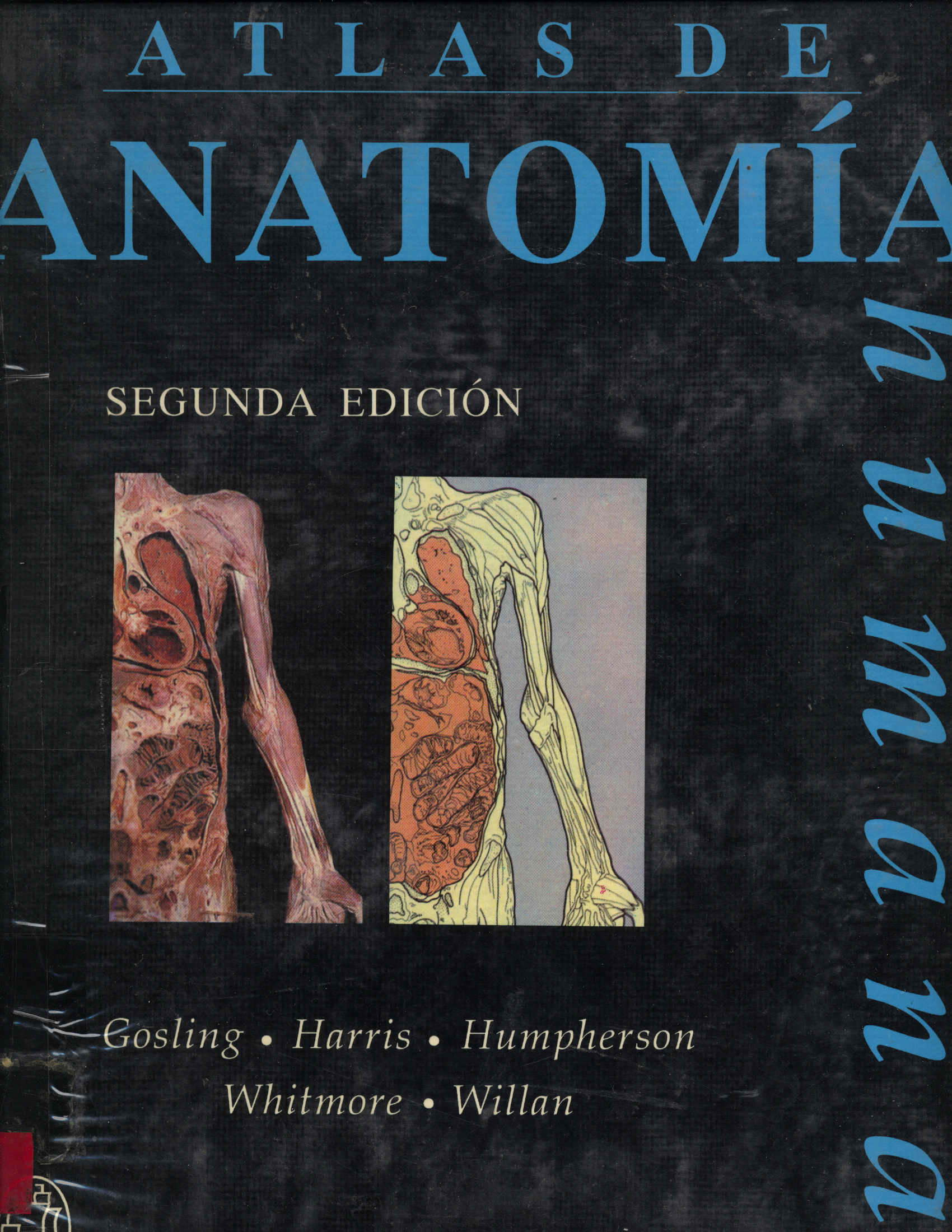 Anatomia humana