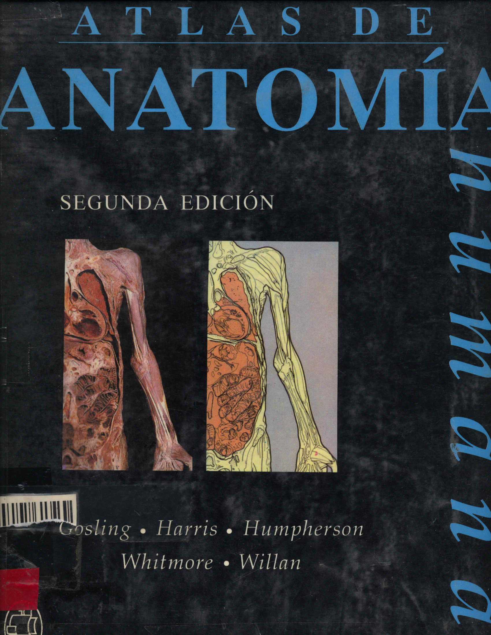 Anatomia humana