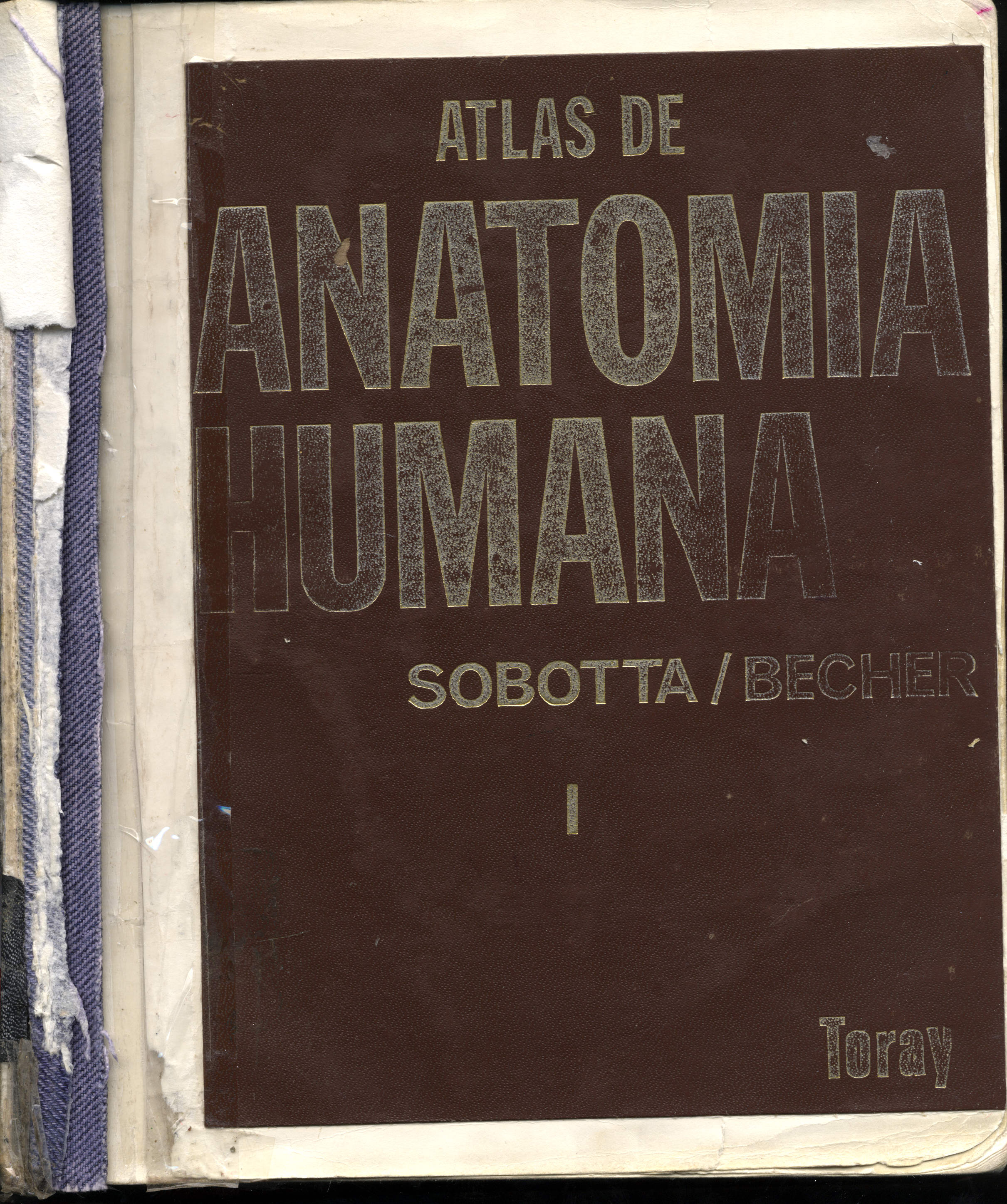 Atlas Anatomia humana