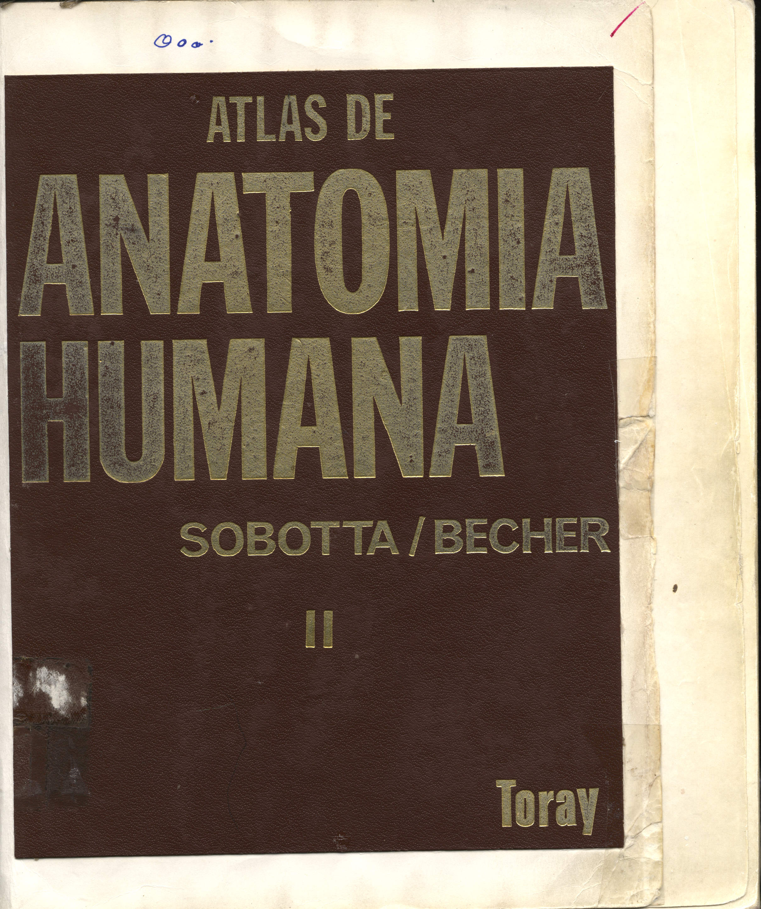Atlas Anatomia humana
