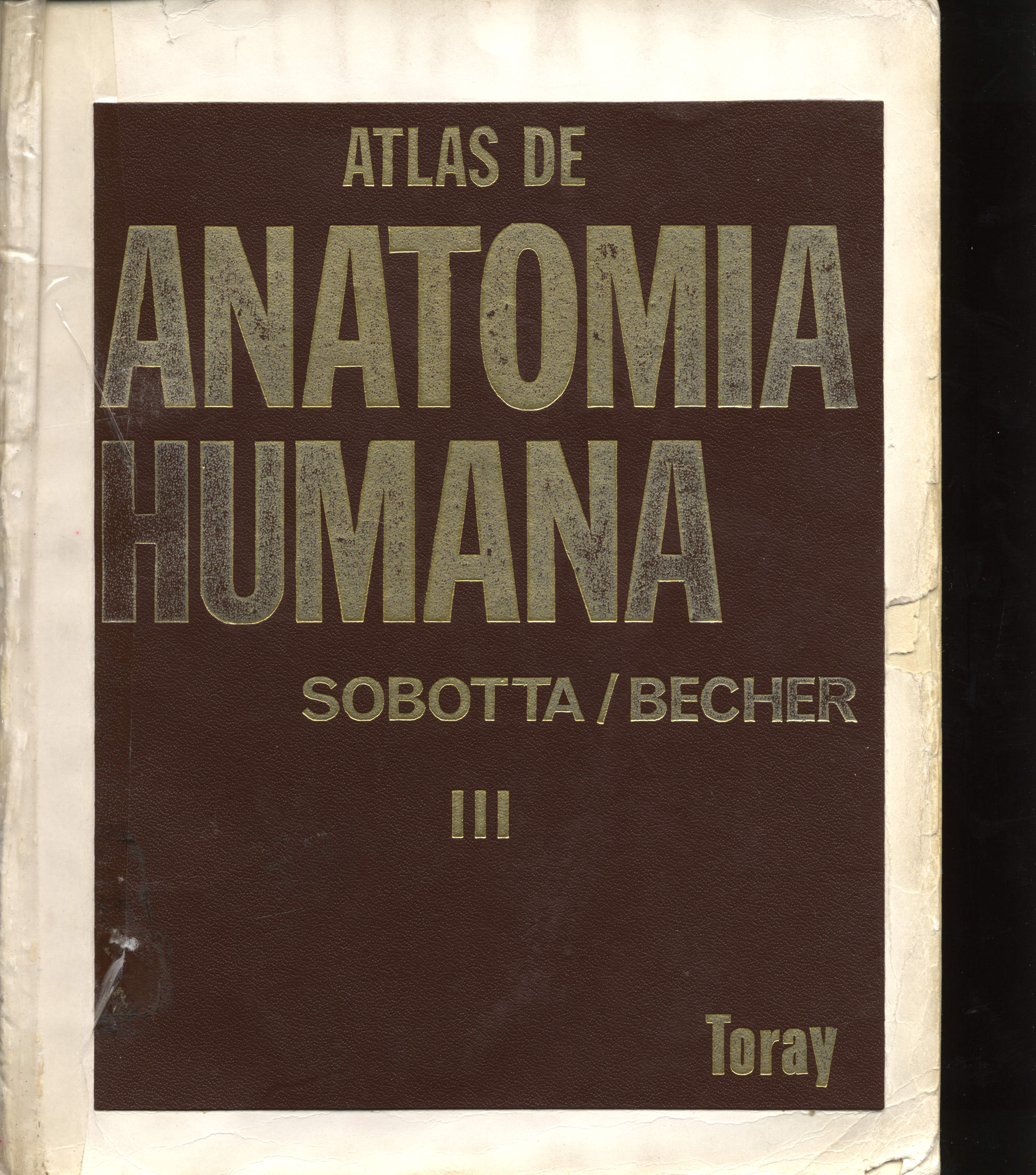 Atlas Anatomia humana