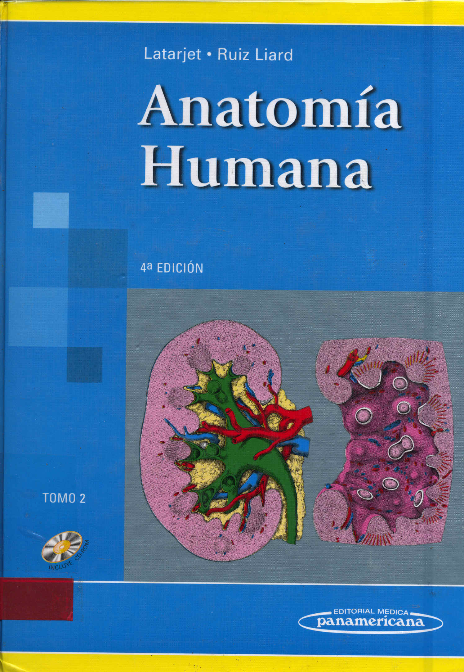 Anatomia humana