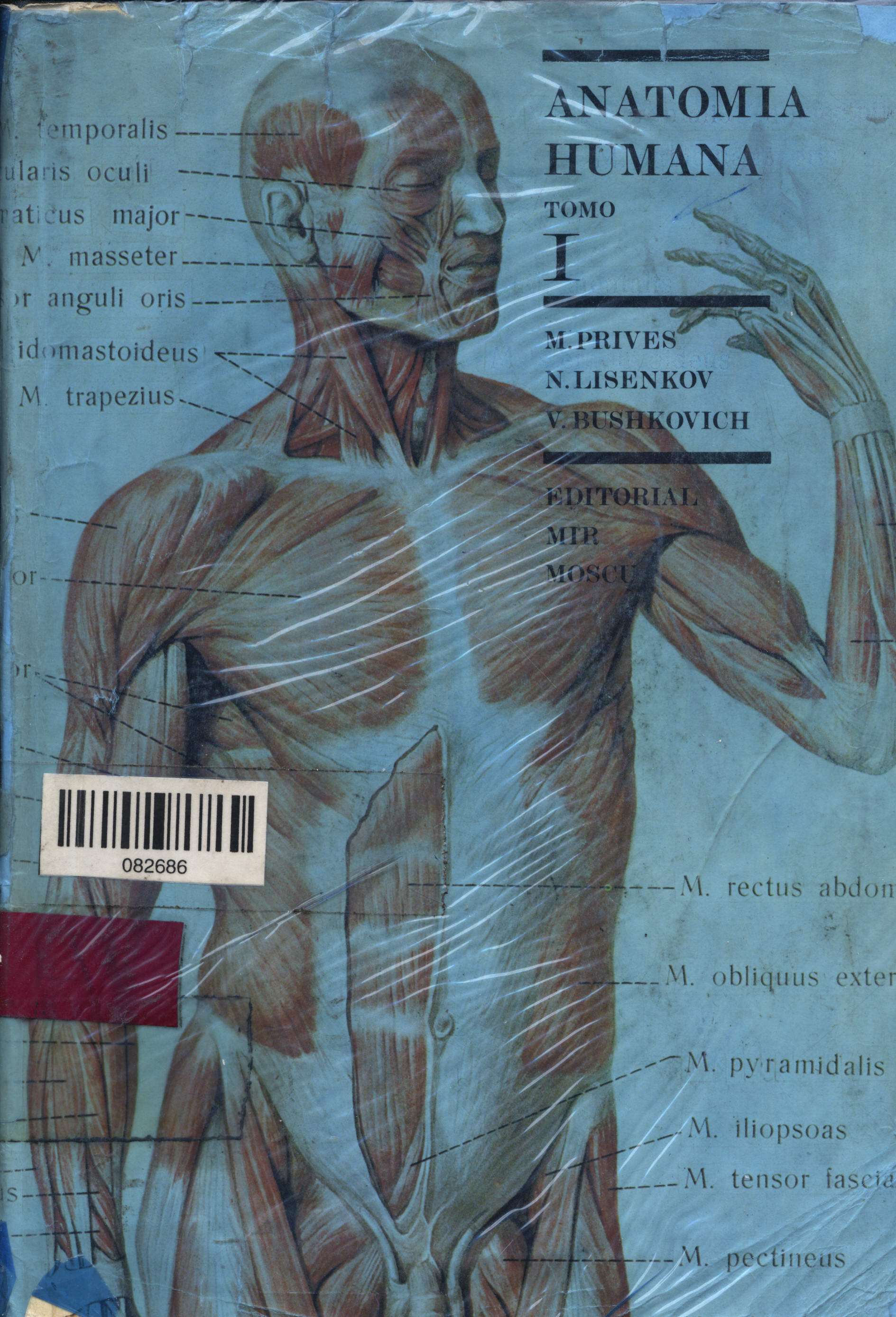 Anatomia humana