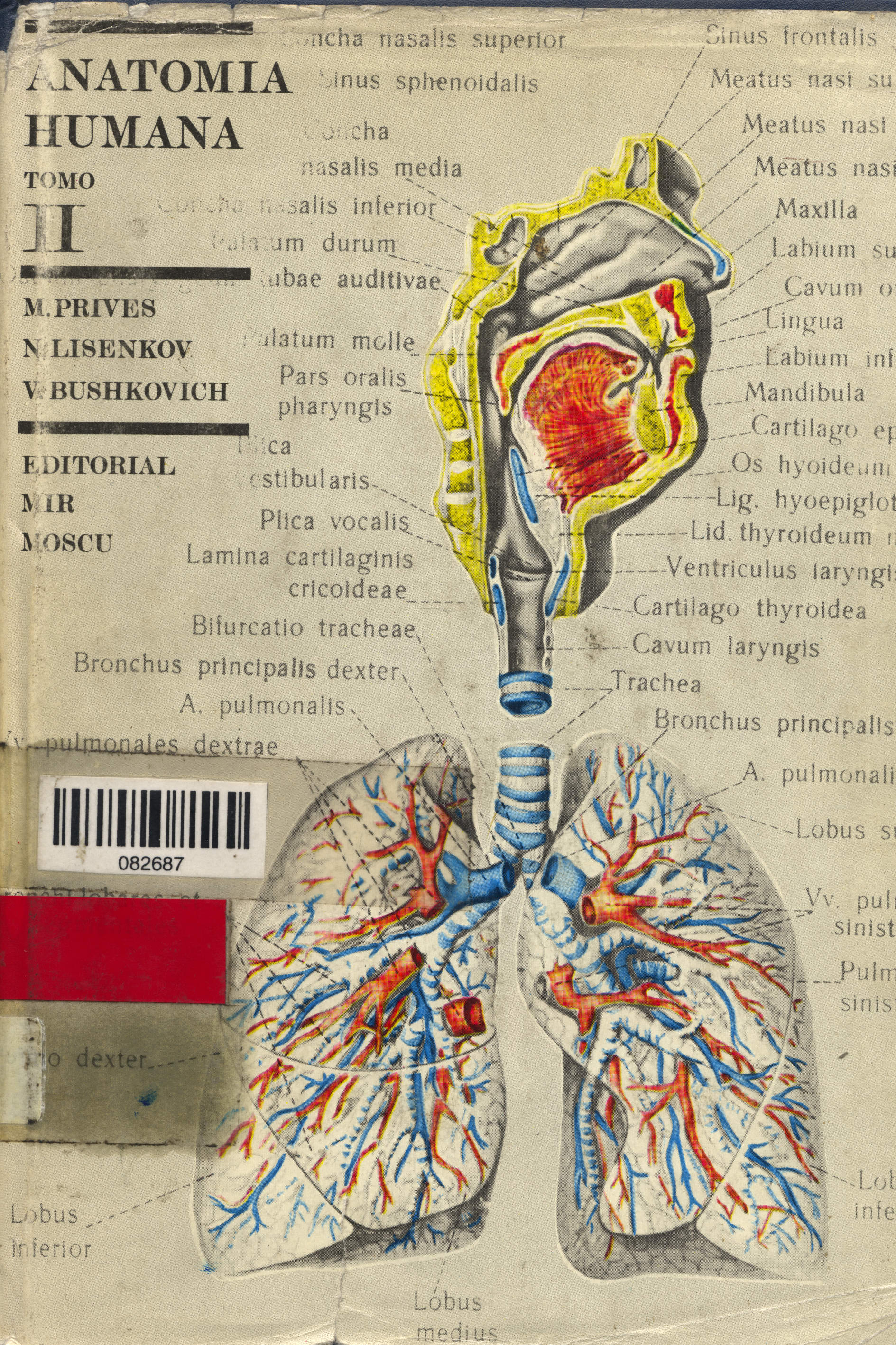 Anatomia humana
