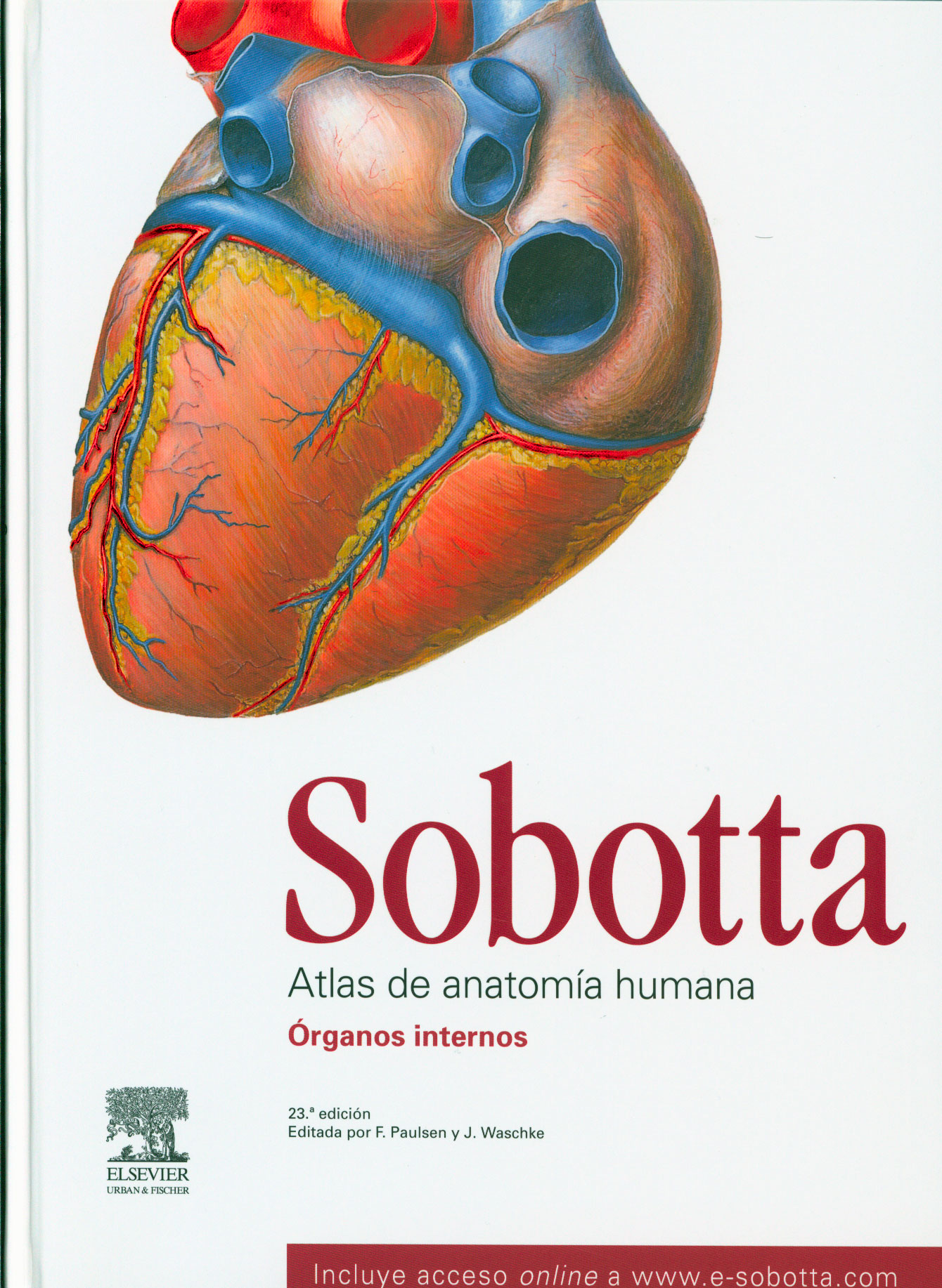 Sobotta atlas de anatomía humana: órganos internos
      <i>es</i>